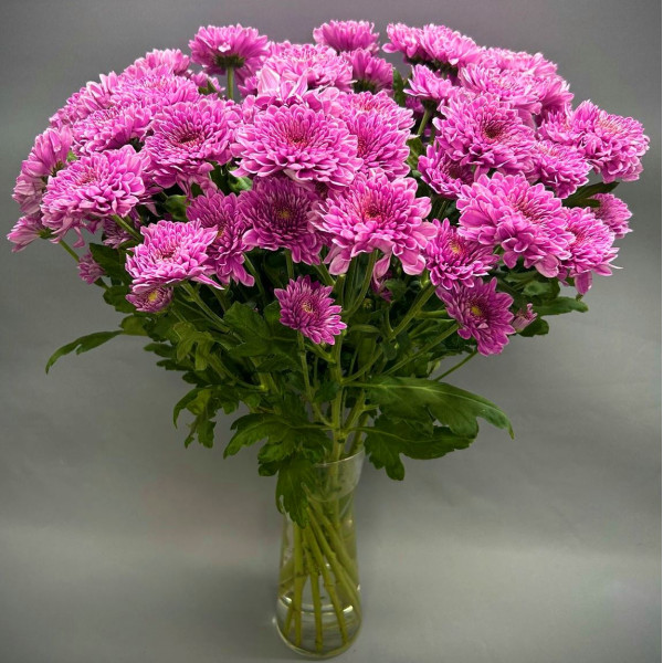 Арт. 0412. Хризантема "Фабьен" 11шт, цветочная подписка на 4 недели -15% Арт. 0412. Хризантема "Фабьен" 11шт, цветочная подписка на 4 недели -15%