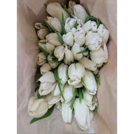 Тюльпан белый