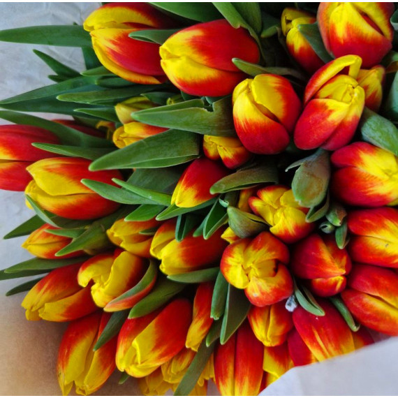 Тюльпан желто-красный