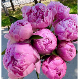 Пион (Голландия) Пион (Голландия)
