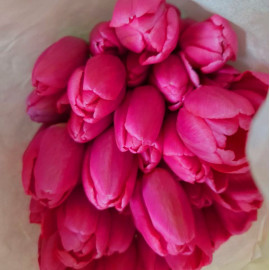 Тюльпан розовый 