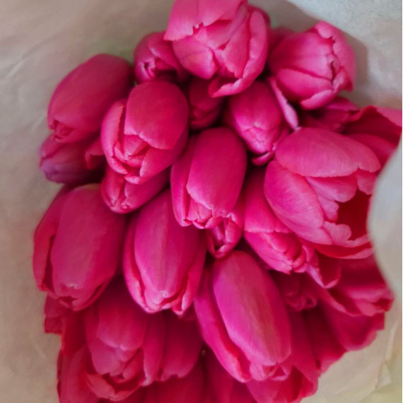 Тюльпан розовый 