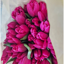 Тюльпан ярко розовый