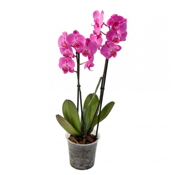 Орхидея Фаленопсис 2ствола